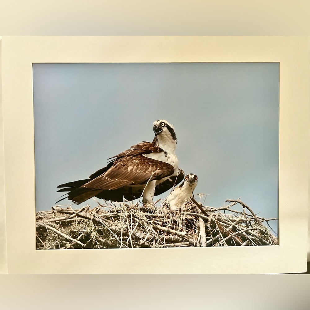Osprey Nesting Photograph/ William R. Westerhoff